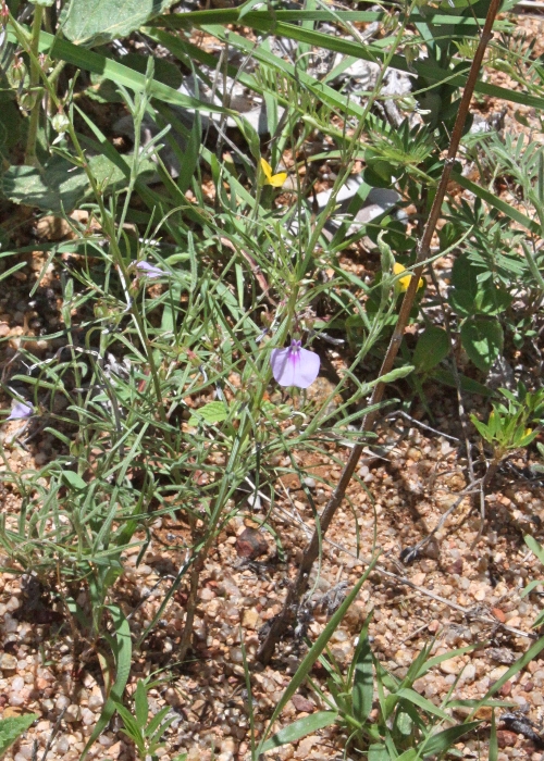 Northern Australian Plants Violaceae
